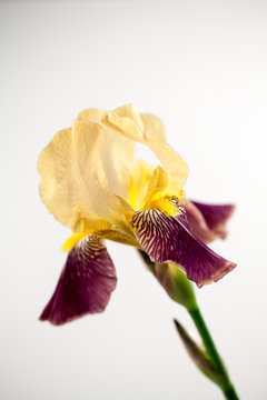 Beautiful iris flower with details
