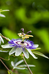 Passion flower (Passiflora incarnata) with details