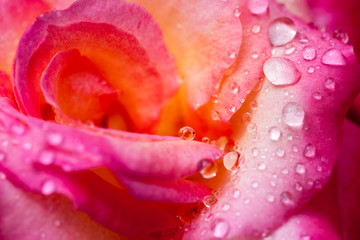 Colorful, beautiful, delicate rose petals and water drops