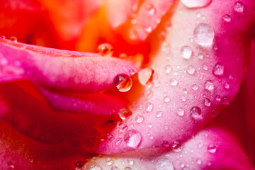 Colorful, beautiful, delicate rose petals and water drops