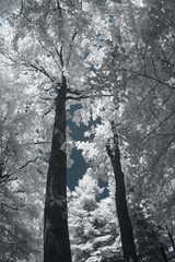 Infrared landscape and details