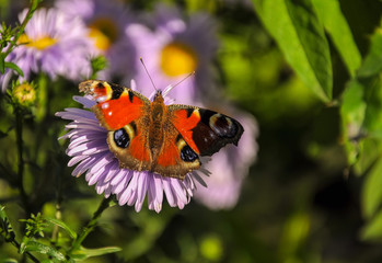 The butterfly of peacock