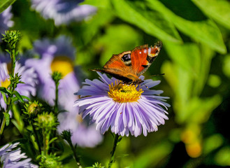 The butterfly of peacock