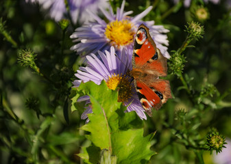 The butterfly of peacock