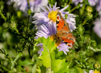 The butterfly of peacock