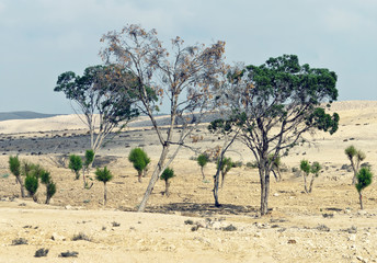 Negev desert near Be`er Sheva - Israel