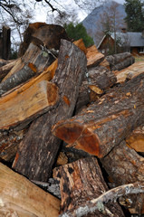 Pile of chopped wood in the forest.