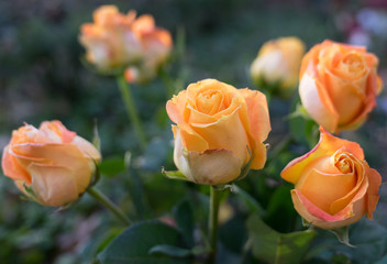 orange Rosen für Hochzeit oder Trauerfall