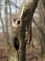 Sturm - zerbrochener, zersplitterter Baumstamm im Wald