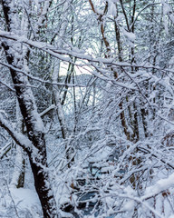 snow in the woods