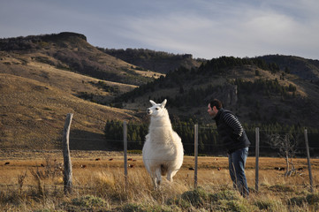 young man watching a patagonian Llama © Jopstock