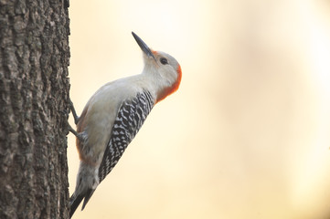Red Bellied Woodpecker