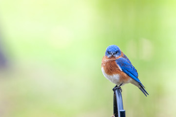 Eastern Bluebird