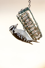 Downy Woodpecker