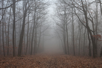 Obraz na płótnie Canvas Forest path in mysterious fog