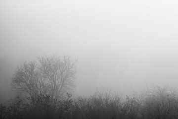 Obraz na płótnie Canvas Forest in mysterious fog