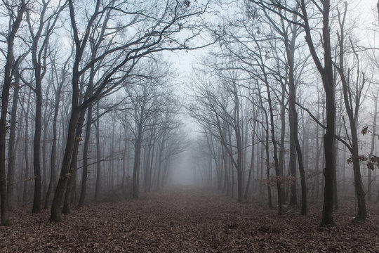 Fototapeta Forest in mysterious fog