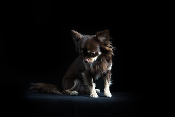 Male long-haired Chihuahua in black background