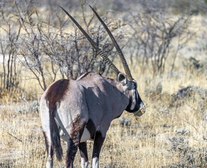 Gemsbok antelope (Oryx) in Etosha National Park - Namibia, South Africa