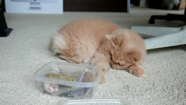 Close up persian cat playing catnip toy with 4k resolution.