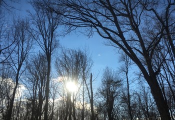 sunlight through forest in winter