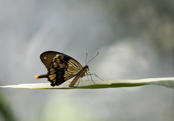 Yellow single butterfly sitting on a leaf, close up