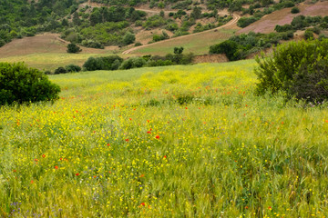 Fototapeta premium North Africa,Morocco,Taounate, spring flowers bloom.Verbena, Coreopsis, Atlantic Poppy(papaver Atlanticum), lavender, Statice, Mountain Bluet and cornflower.
