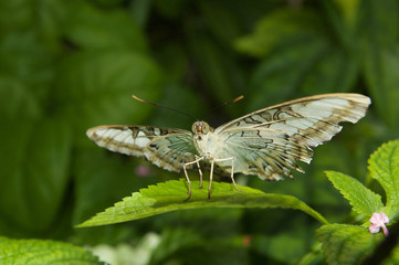 Butterfly ready for takeoff, wings out and ready
