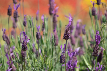 North Africa,Morocco,Taounate, spring flowers bloom.Verbena, Coreopsis, Atlantic Poppy(papaver Atlanticum), lavender, Statice, Mountain Bluet and cornflower.