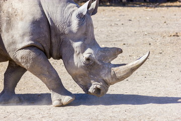 Naklejka premium Both black and white rhinoceroses are actually gray. They are different not in color but in lip shape. The black rhino has a pointed upper lip, while its white relative has a squared lip.