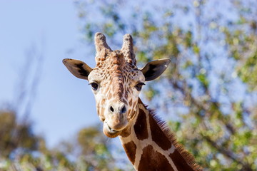 Portrait of a giraffe. Here you can clearly see its horns and large eyes and typical giraffe pattern.