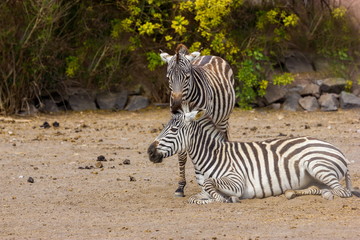 Fototapeta na wymiar The plains zebra is the most common, and has or had about six subspecies distributed across much of southern and eastern Africa. Each animal stripes are unique as fingerprints, none are exactly alike
