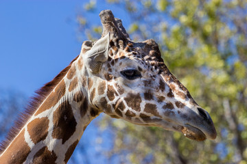 Portrait of a giraffe. Here you can clearly see its horns and large eyes and typical giraffe pattern.