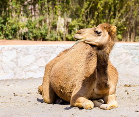 The ancient camel question is: One hump or two? Arabian camels, also known as dromedaries, have...