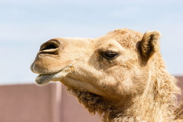The ancient camel question is: One hump or two? Arabian camels, also known as dromedaries, have...