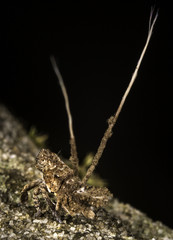 Spider face Wattle Hopper Nymph