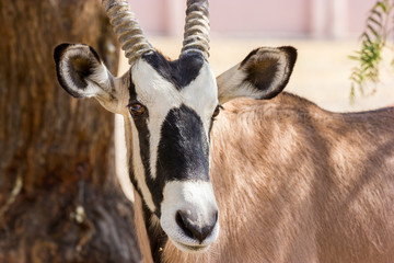 Fototapeta premium The gemsbok or gemsbuck is a large antelope in the Oryx genus. It is native to the arid regions of Southern Africa, such as the Kalahari Desert.