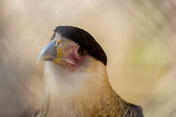 A tropical version of a vulture, the Crested Caracara reaches the United States only in Arizona, Texas, and Florida. It is a bird of open country, where it often is seen at carrion with vultures. 