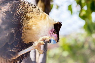 A tropical version of a vulture, the Crested Caracara reaches the United States only in Arizona, Texas, and Florida. It is a bird of open country, where it often is seen at carrion with vultures. 