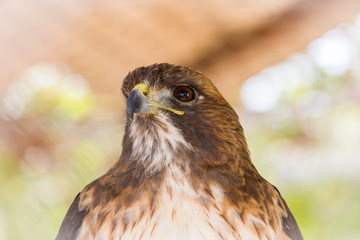 The red-tailed hawk is a bird of prey, one of three species colloquially known in the United States as the chickenhawk, though it rarely preys on standard sized chickens.