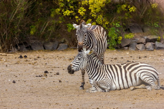 The plains zebra is the most common, and has or had about six subspecies distributed across much of southern and eastern Africa. Each animal stripes are unique as fingerprints, none are exactly alike