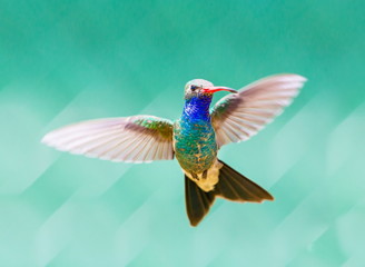 Broad Billed Hummingbird. Using different backgrounds the bird becomes more interesting and blends...