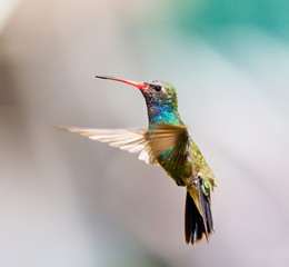 Fototapeta premium Broad Billed Hummingbird. Using different backgrounds the bird becomes more interesting and blends with the colors. These birds are native to Mexico and brighten up most gardens where flowers bloom.
