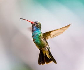 Fototapeta na wymiar Broad Billed Hummingbird. Using different backgrounds the bird becomes more interesting and blends with the colors. These birds are native to Mexico and brighten up most gardens where flowers bloom.