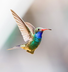 Fototapeta premium Broad Billed Hummingbird. Using different backgrounds the bird becomes more interesting and blends with the colors. These birds are native to Mexico and brighten up most gardens where flowers bloom.