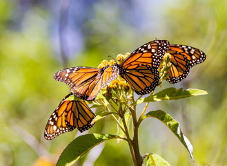 Naklejka premium Monarch butterflies perform annual migrations across America which have been called one of the most spectacular natural phenomena in the world. Starting in September and October they fly to Mexico.