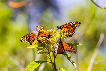 Monarch butterflies perform annual migrations across America which have been called one of the most spectacular natural phenomena in the world. Starting in September and October they fly to Mexico.