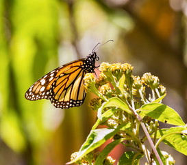 Fototapeta premium Monarch butterflies perform annual migrations across America which have been called one of the most spectacular natural phenomena in the world. Starting in September and October they fly to Mexico.
