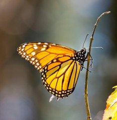 Monarch butterflies perform annual migrations across America which have been called one of the most spectacular natural phenomena in the world. Starting in September and October they fly to Mexico.