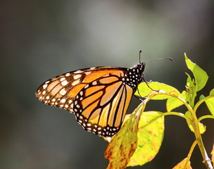 Monarch butterflies perform annual migrations across America which have been called one of the most spectacular natural phenomena in the world. Starting in September and October they fly to Mexico.